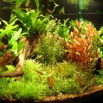 How to Choose Heaters and Thermostats for an Aquarium 