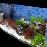 How to Adjust pH in Aquarium Water 