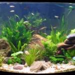 How to Condition the Water in the Aquarium