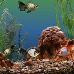 How to Choose an Aquarium