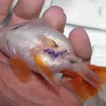 How to Understand Bacterial Disease in your Aquarium