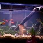 How to Set Up a Brackish Aquarium