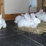 How to Breed Rabbits