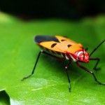 How to Catch a Bug from the Yard to Feed Your Exotic Pet