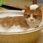 How to Train Your Cat to Enjoy Bath-Times