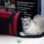 How to Train Your Cat to Sit Comfortably Inside His Cat Carrier