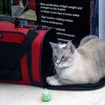 How to Train Your Cat to Sit Comfortably Inside His Cat Carrier 