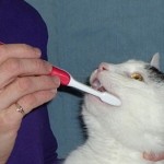 How to Train Your Cat to Accept Dental Care 