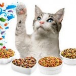 How to Turn Your Cat into a Gourmet