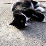 How to Train Your Cat to Lie Down