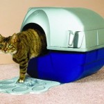 How to Train Your Cat to Use the Litter Tray