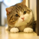 How to Train Your Cat to Adapt to a New House