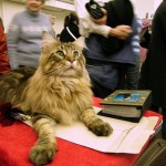 How to Train Your Cat to Behave in the Cat Shows