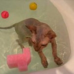 How to Train Your Cat to Swim in the Bath 