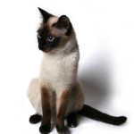 How to Train Your Cat to Sit on Command