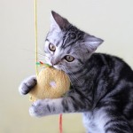 How to Train Your Cat to Retrieve the Toy That Is Thrown by You