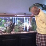 How to Properly Catch a Fish in an Aquarium