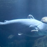 How to Breed Different Kinds of Catfish 