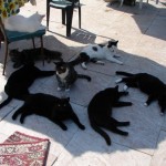 How to Train Your Cat to Get On With Other Cats