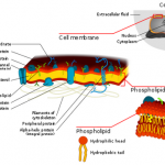 How to Make A Cell Membrane Model