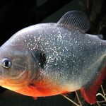 How to Breed Different Kinds of Characins