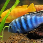 How to Breed Different Kinds of Cichlids 
