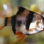 How to Breed Different Kinds of Cyprinids