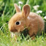How to Care Your Dwarf Rabbit