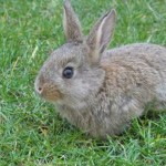 How to Keep Your Dwarf Rabbit Healthy 