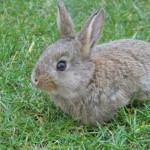 How to Keep Your Dwarf Rabbit Healthy