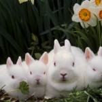 How to Choose a Dwarf Rabbit