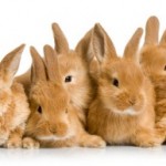 How to Prepare a Healthy Diet for Your Dwarf Rabbit