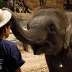 How to Do the Danish Elephant Trick