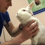 How to Save Your Rabbit’s Life in Emergency Situations 
