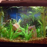 How to Feed Aquarium Fish
