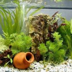 How to Choose Filtration Equipment for an Aquarium