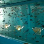 How to Plant and Fill the Fish Tank