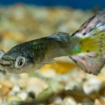 How to Observe Your Aquarium Fish’s Health