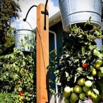 How to Make Upside Down Hanging Tomato Plants