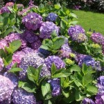 How to Grow Hydrangeas in a Pot