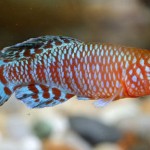 How to Breed Different Kinds of Killifish 