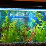 How to Use Hoods and Lighting in Aquarium