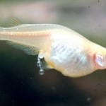 How to Breed Different Kinds of Livebearers 