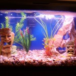 How to Prevent New Tank Syndrome