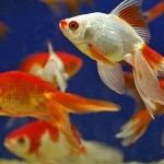 How to Deal with Parasitic Infections in your Aquarium 