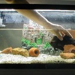 How to Prevent Illness in your Aquarium