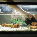 How to Prevent Illness in your Aquarium 