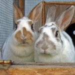 How to Understand Your Rabbit’s Behavior