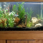 How to Reduce Aggression in Your Aquarium
