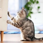 How to Train Your Cat Not to Scratch Furniture